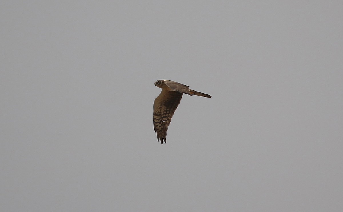 Pallid Harrier - Paul Chapman