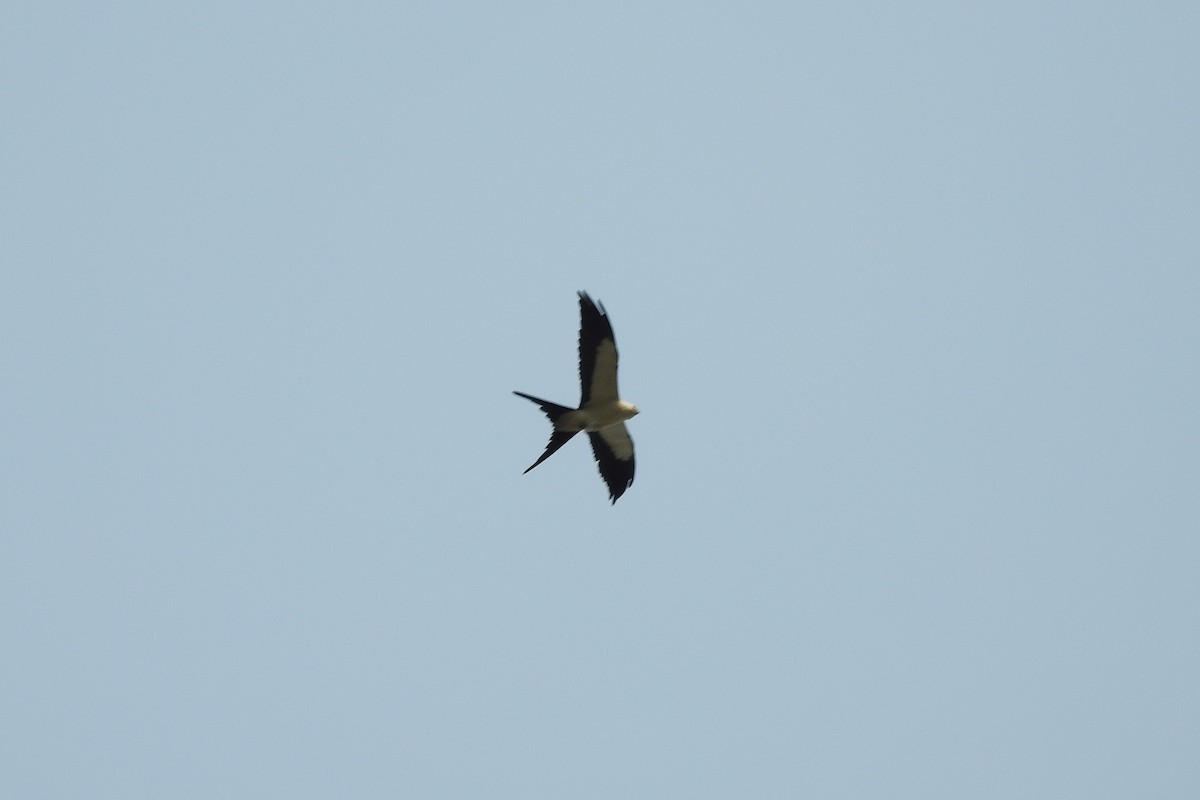 Swallow-tailed Kite - ML553260311