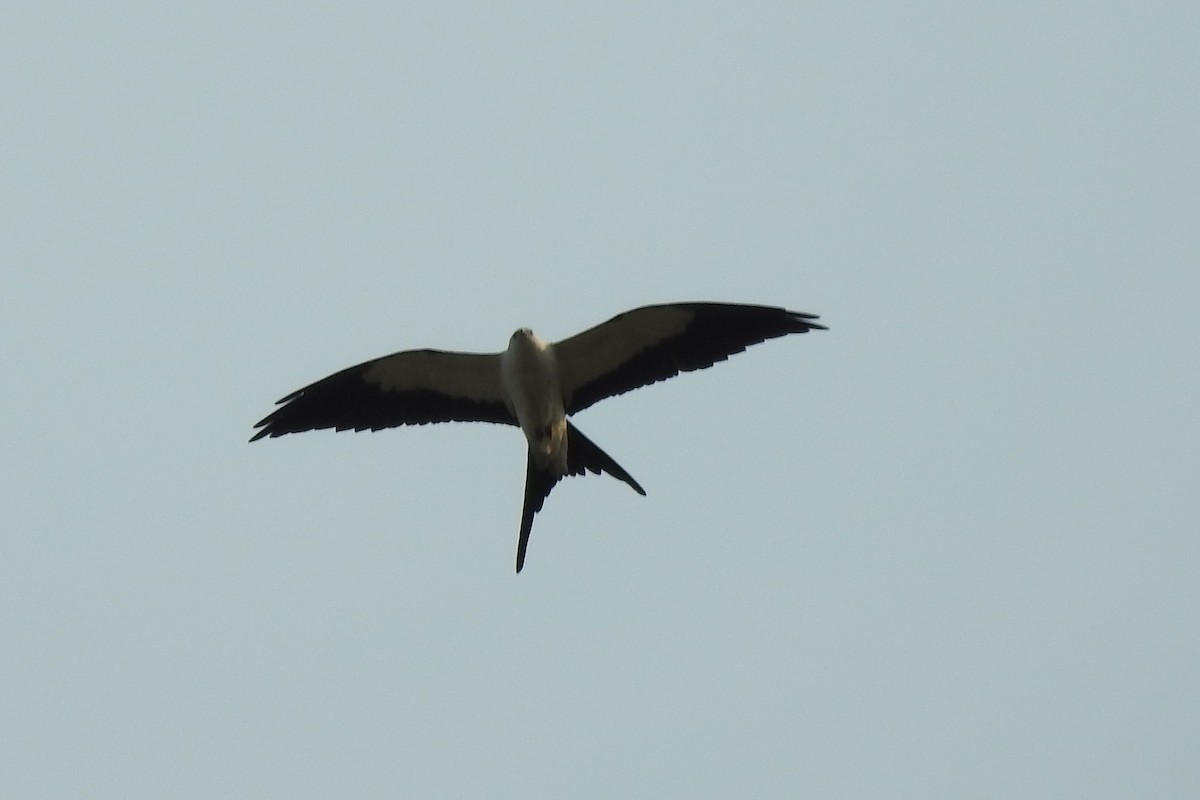 Swallow-tailed Kite - ML553260321