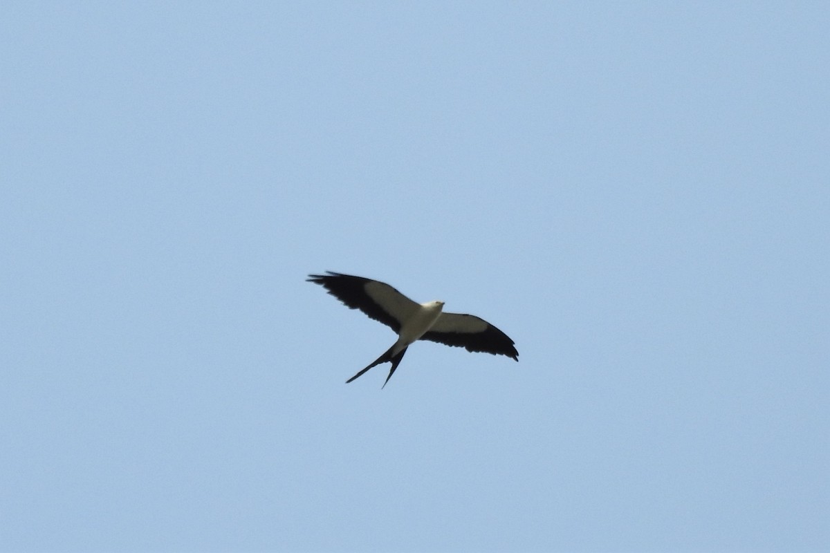 Swallow-tailed Kite - ML553260331