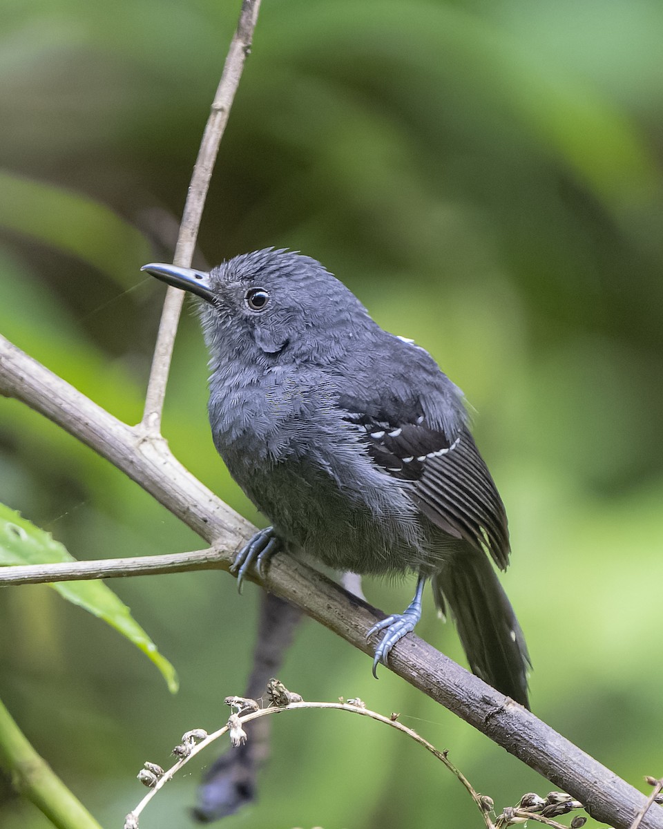 Dusky Antbird - ML553260381