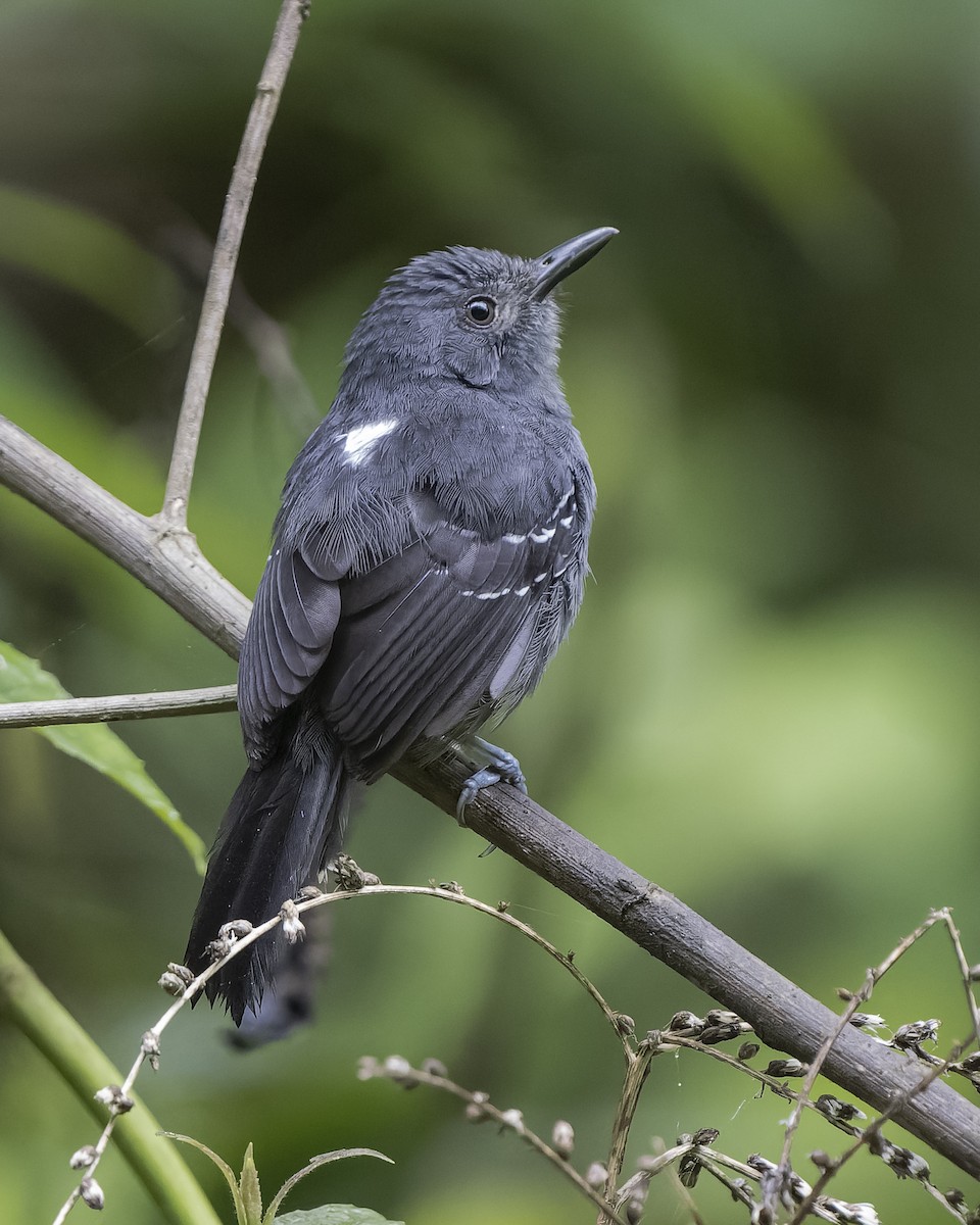 Dusky Antbird - ML553260451