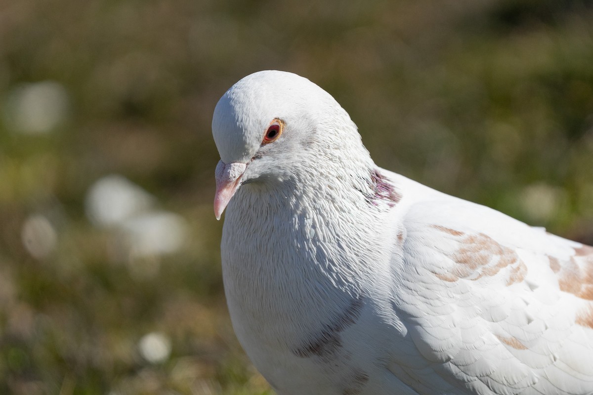 Rock Pigeon (Feral Pigeon) - James Ancona