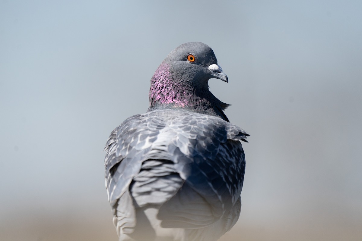 Rock Pigeon (Feral Pigeon) - James Ancona