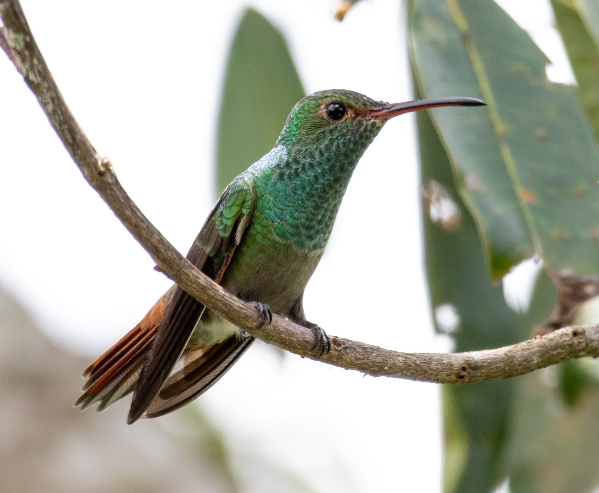Rufous-tailed Hummingbird - Jean Crépeau