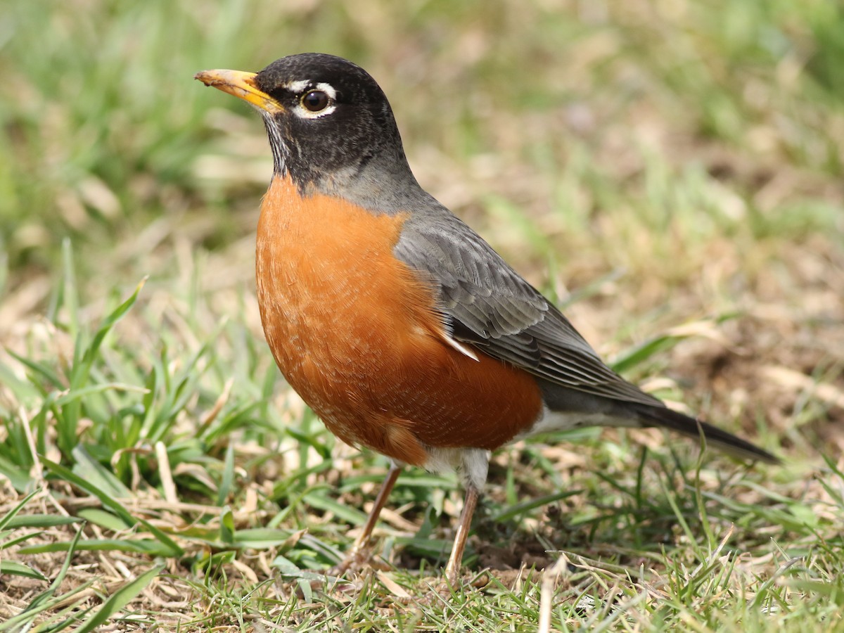 American Robin - ML553262141