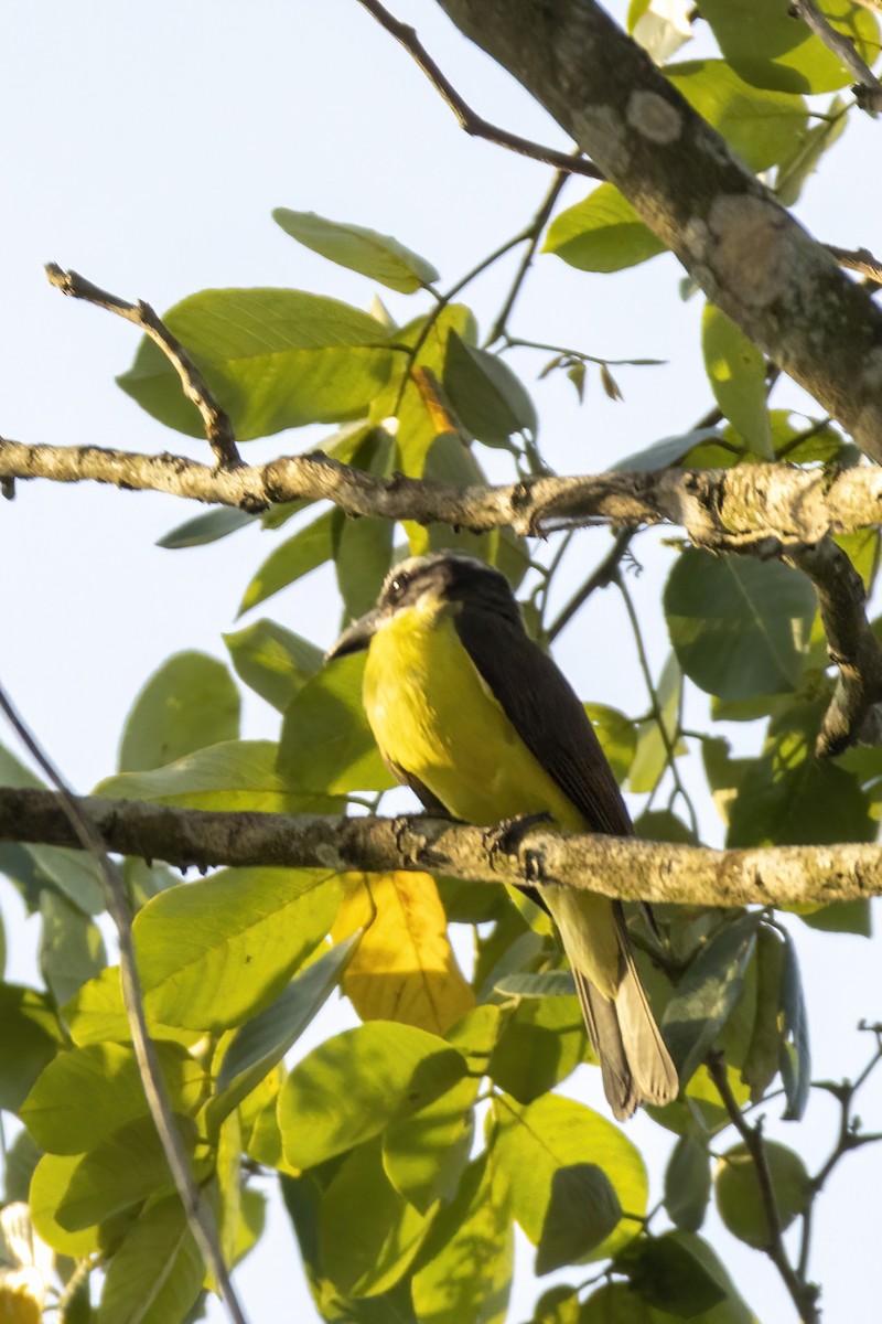 Boat-billed Flycatcher - ML553263841