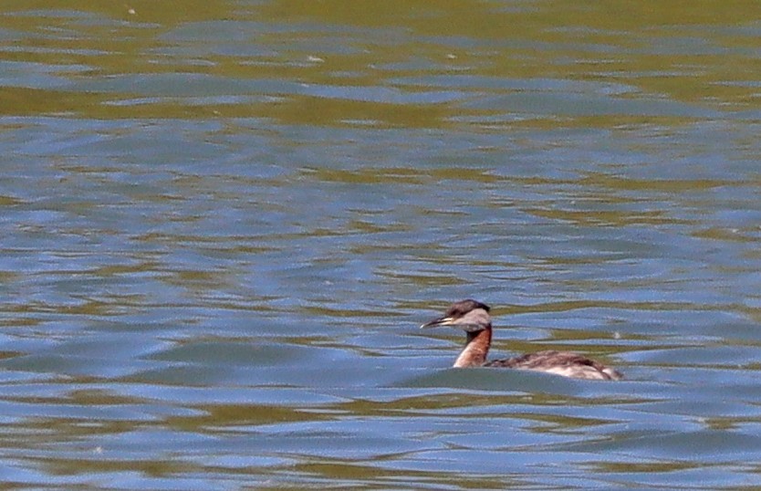 Red-necked Grebe - ML553264841