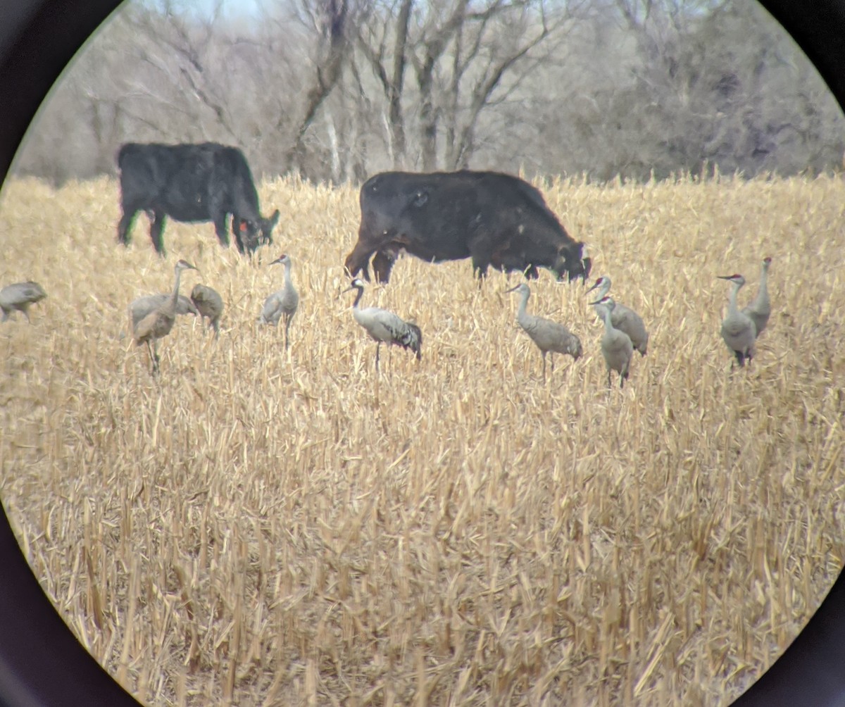Common Crane - ML553265151