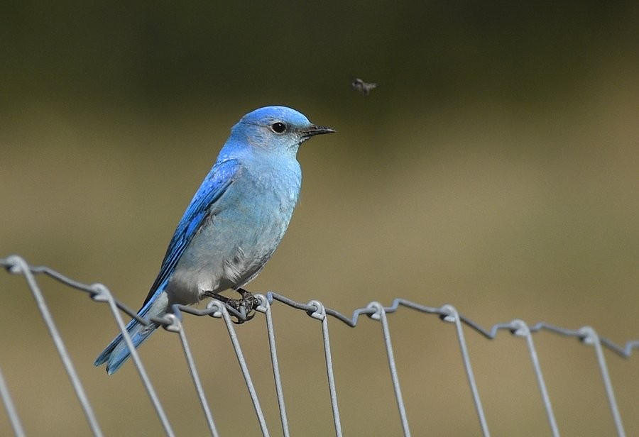 Mountain Bluebird - Gord Gadsden