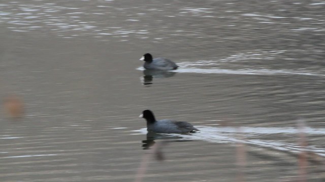 American Coot - ML553265391