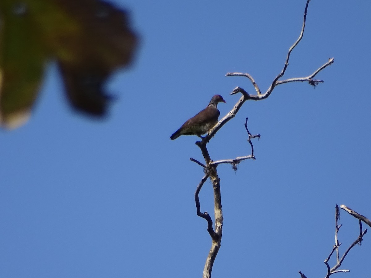 Scaled Pigeon - ML553265801