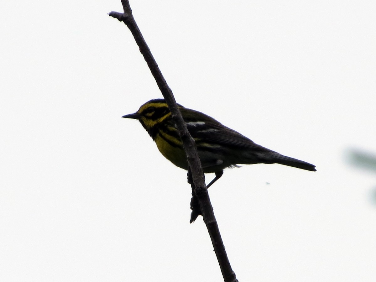 Townsend's Warbler - ML553266051