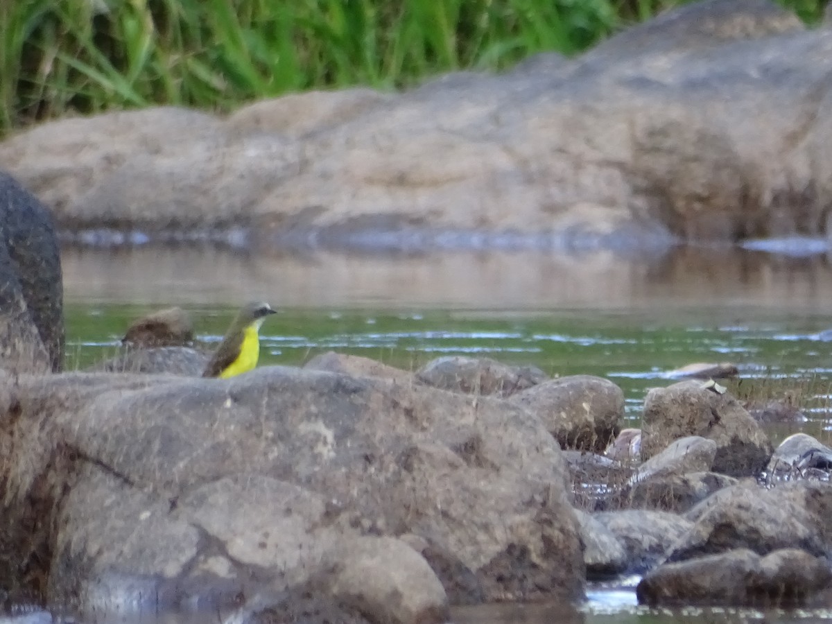 Gray-capped Flycatcher - Luis Alberto Herrera