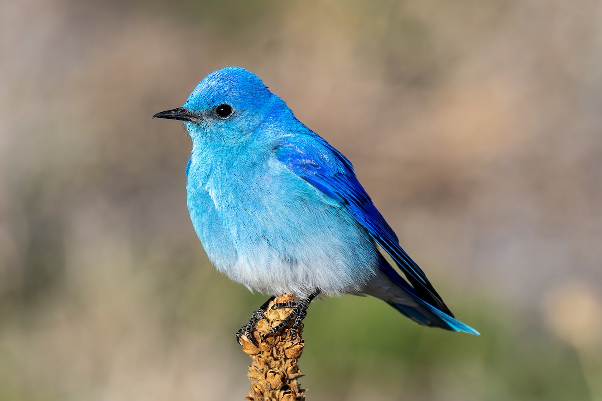 Mountain Bluebird - ML553266251