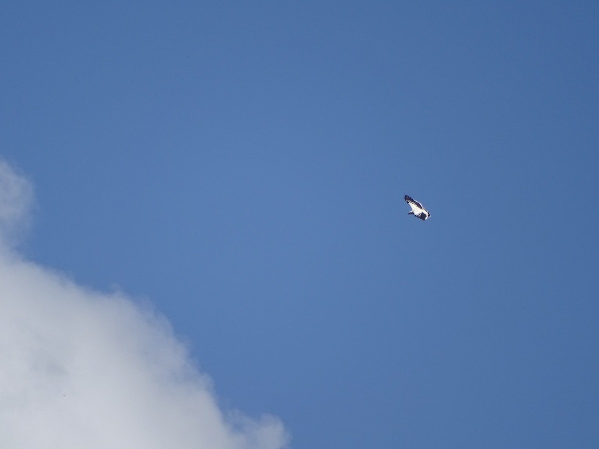 White Hawk - ML553267191