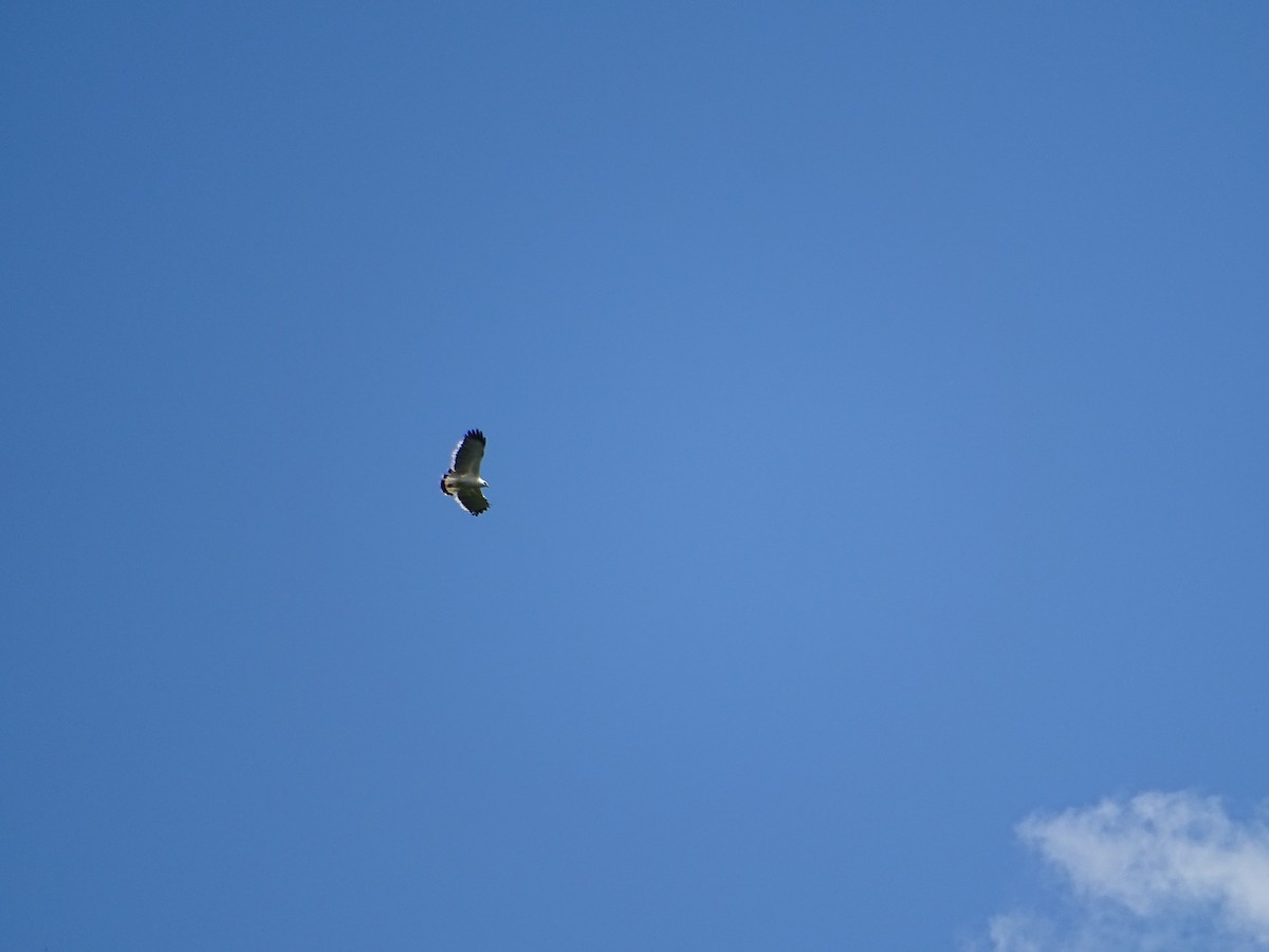 White Hawk - Luis Alberto Herrera