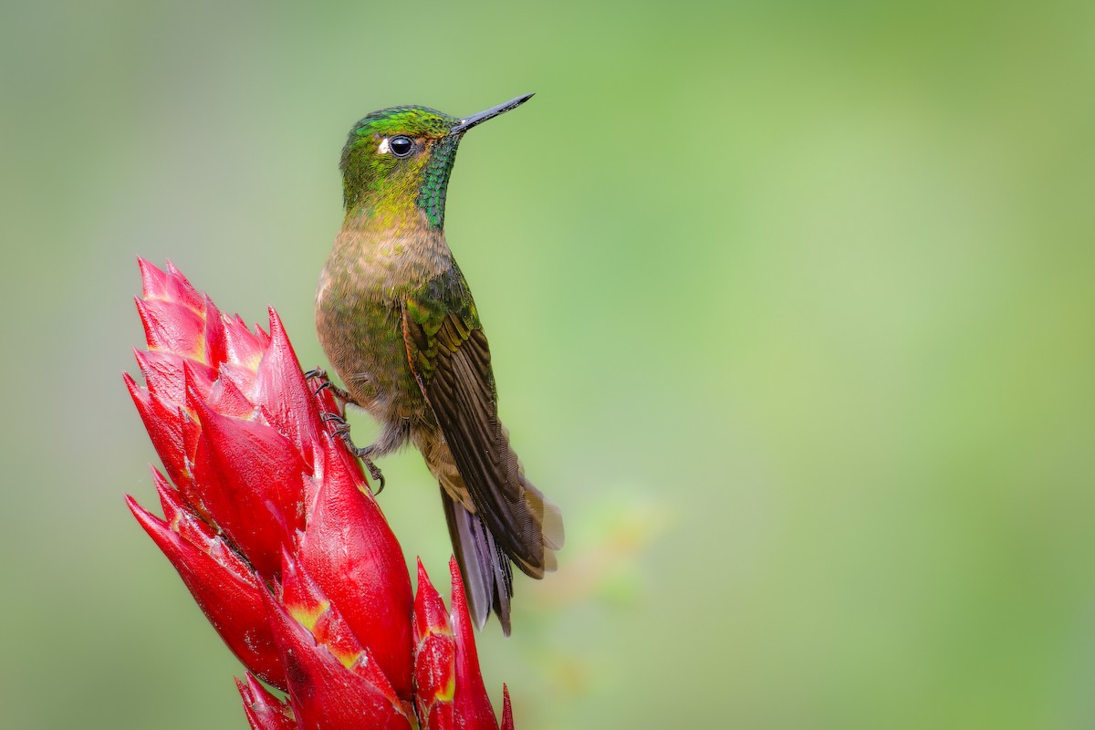 Tyrian Metaltail - ML553267281