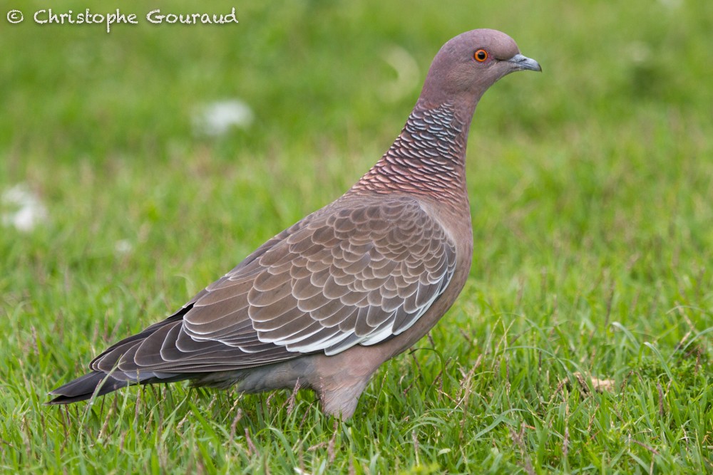 Picazuro Pigeon - Christophe Gouraud
