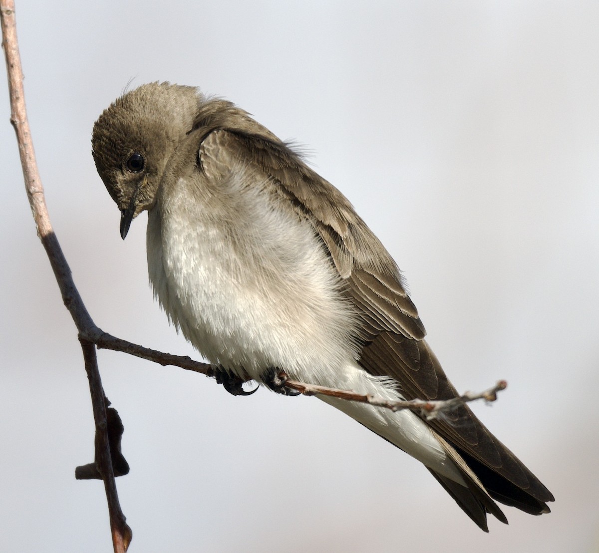 Northern Rough-winged Swallow - ML553267651