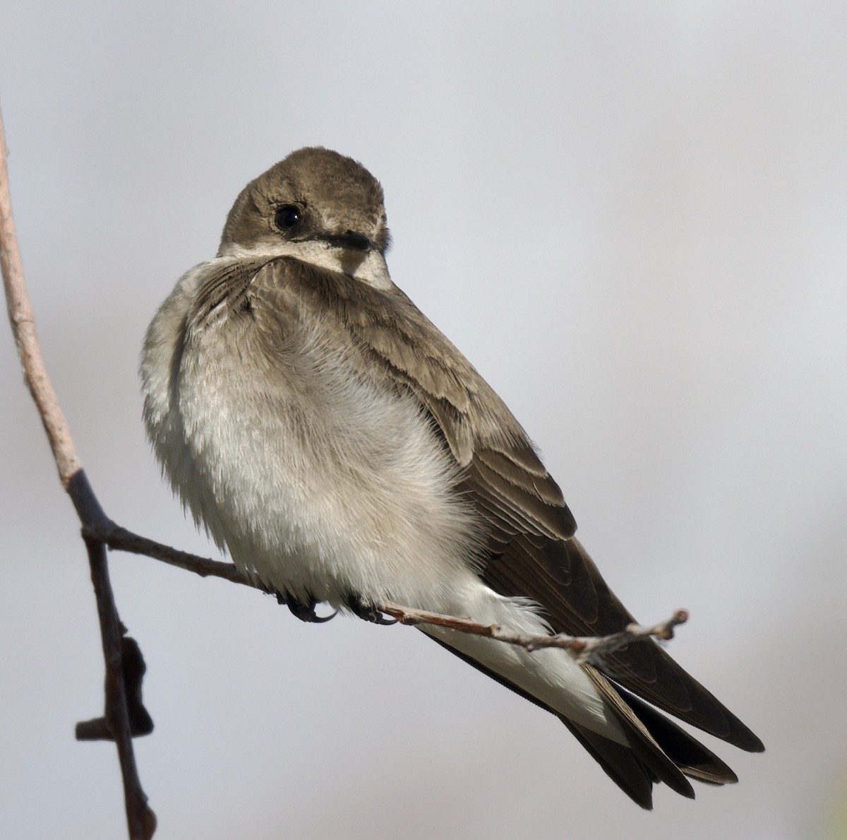 Northern Rough-winged Swallow - ML553267701