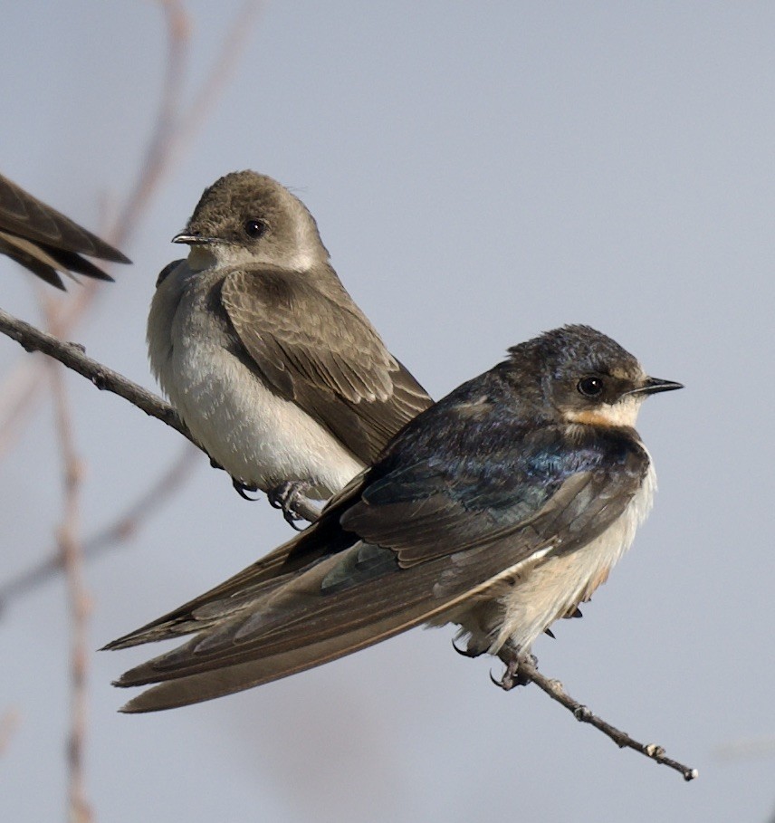 Northern Rough-winged Swallow - ML553267781