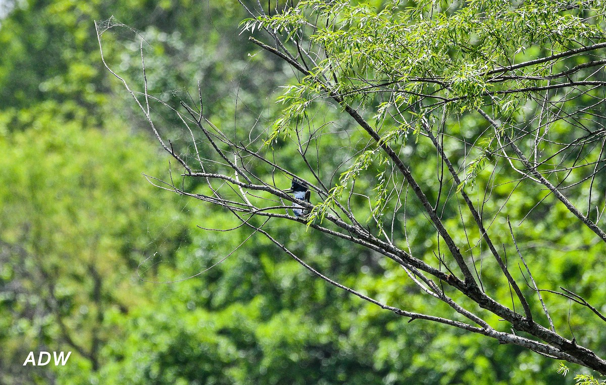 Belted Kingfisher - ML553267831