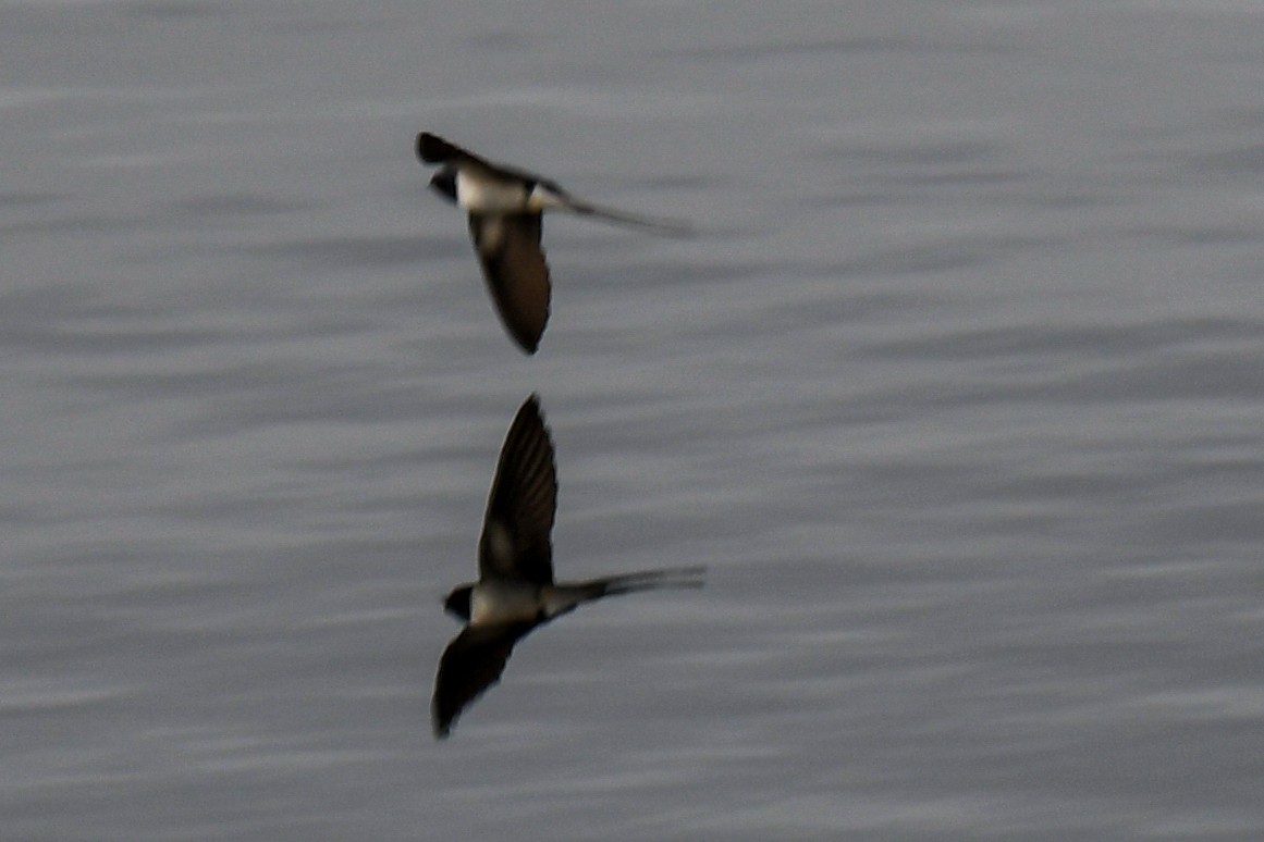 Barn Swallow - ML553267851