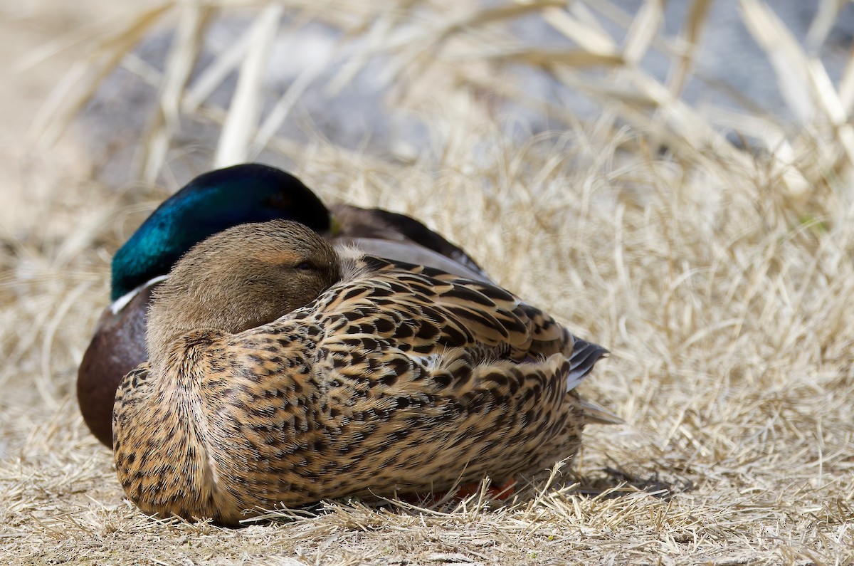 Mallard - ML553268311