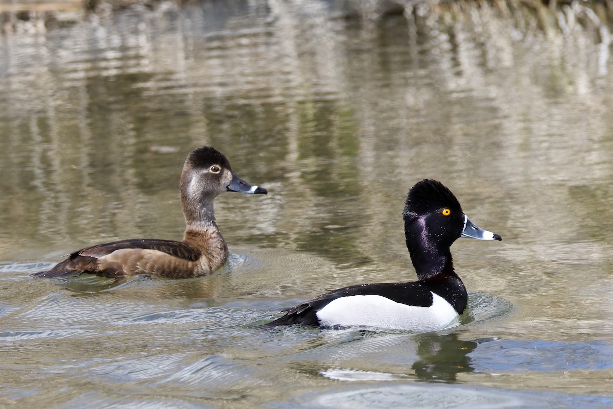 Ring-necked Duck - ML553268331