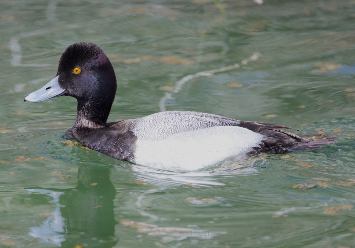 Lesser Scaup - ML553268441