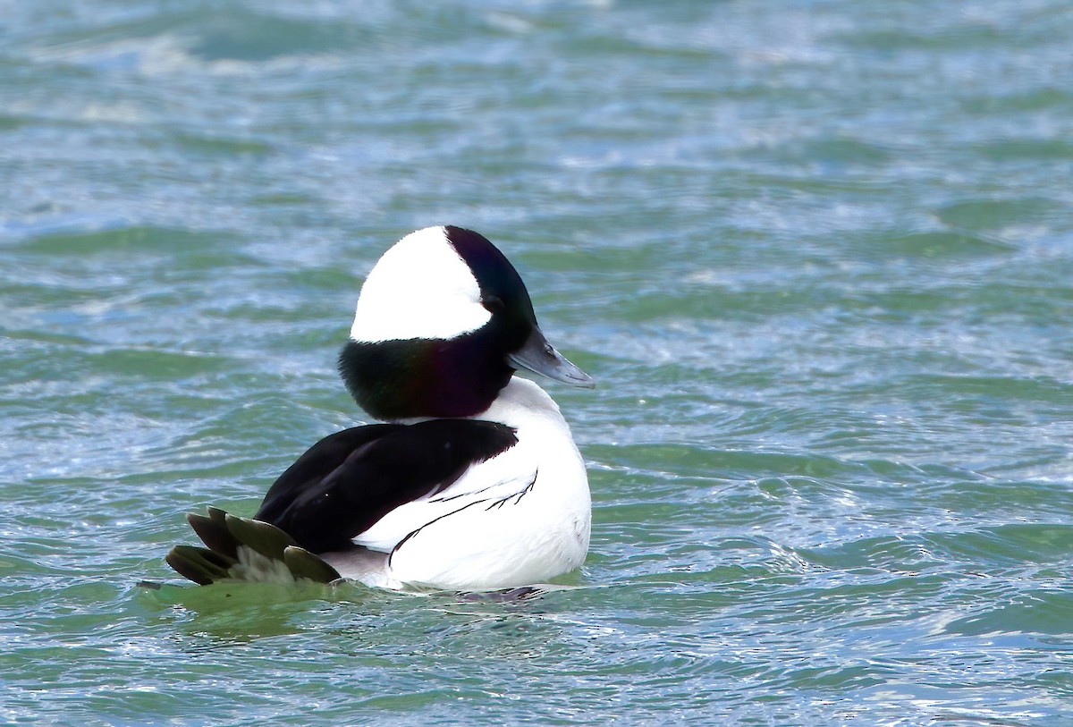 Bufflehead - ML553268461