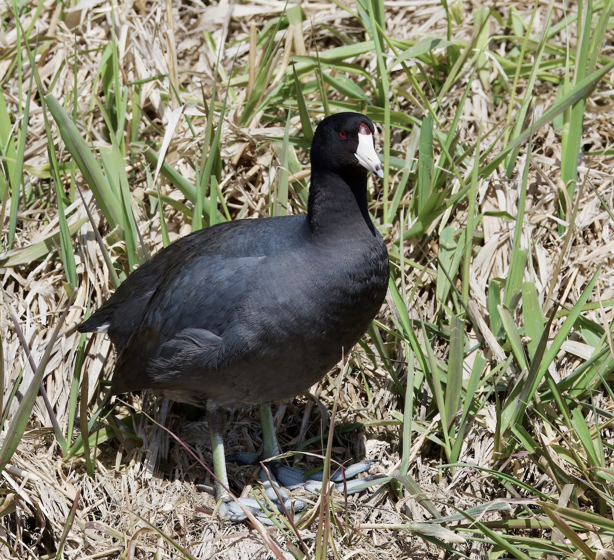 American Coot (Red-shielded) - ML553268701