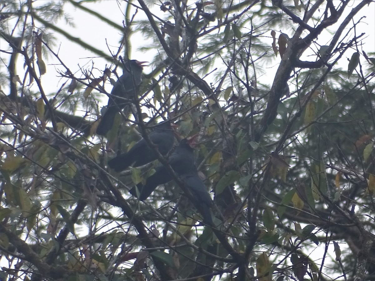 White-fronted Nunbird - ML553269111
