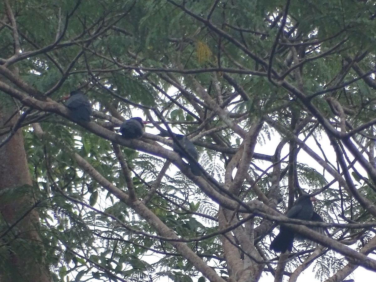 White-fronted Nunbird - ML553269531