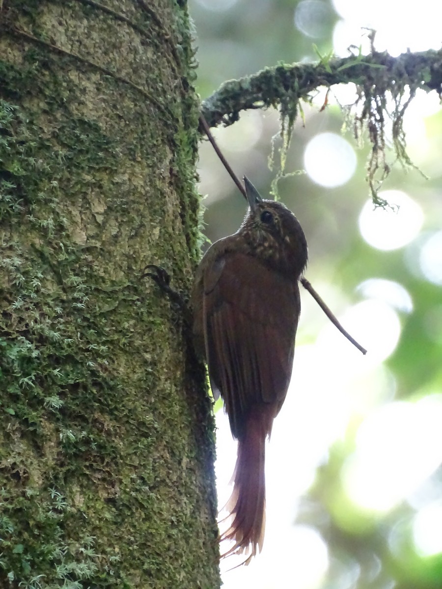 Wedge-billed Woodcreeper - ML553270091