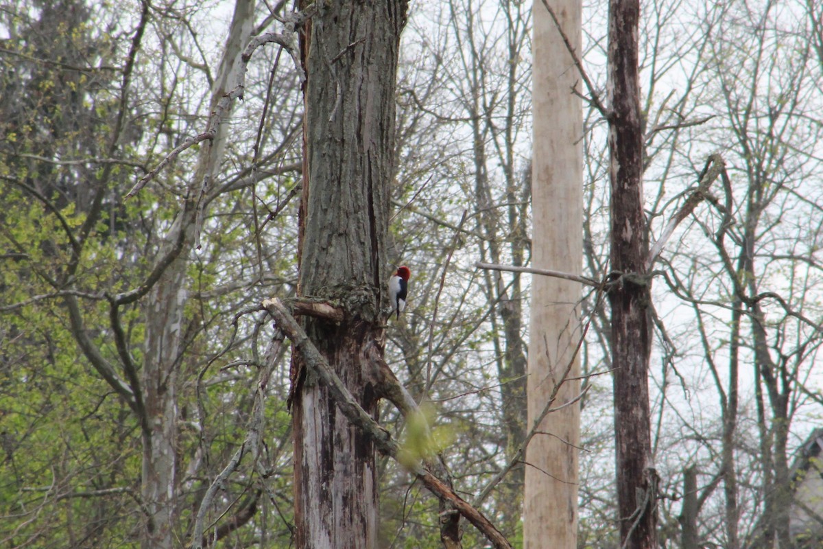 Red-headed Woodpecker - Ben Maurer