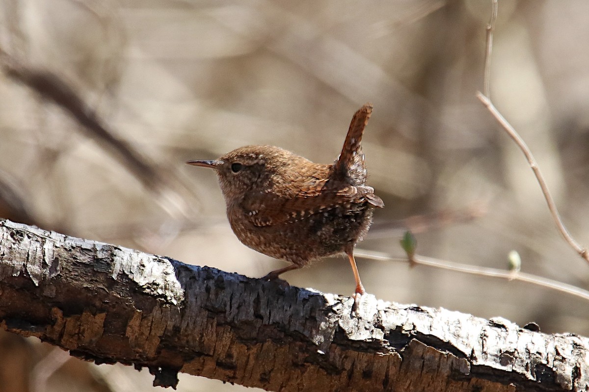 Winter Wren - Anthony Macchiarola