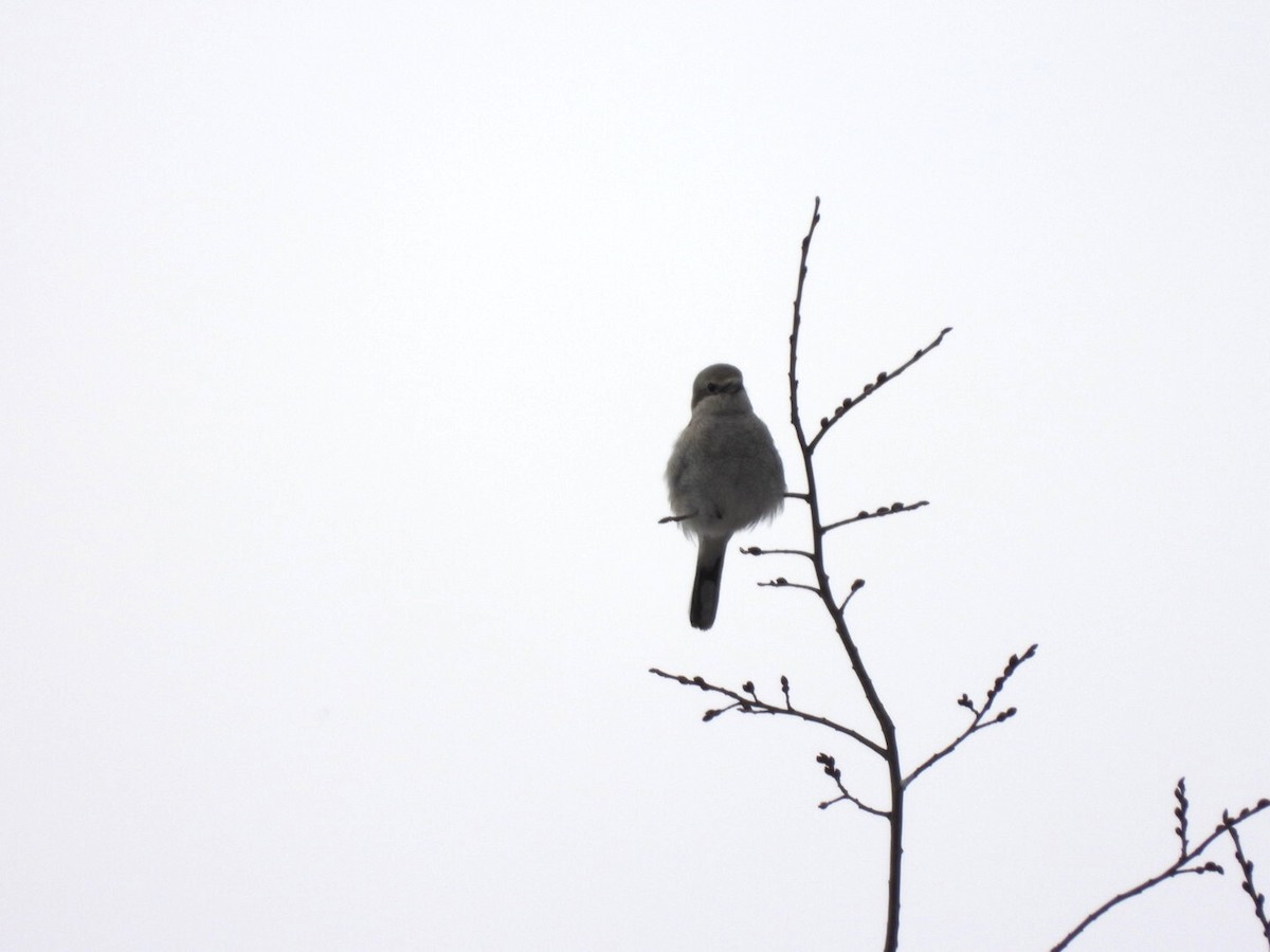 Умардын дунхай - ML553271471