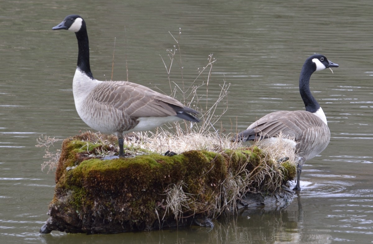 Canada Goose - ML55327181