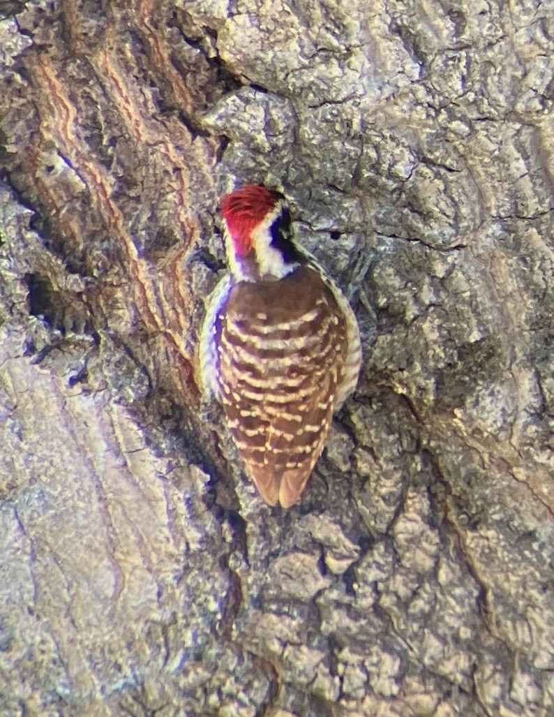 Nuttall's Woodpecker - Eric  Culbertson