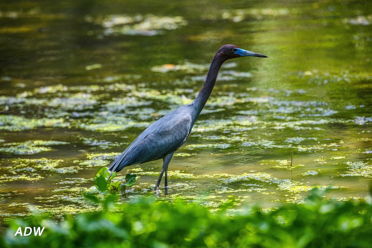 Little Blue Heron - Ardell Winters