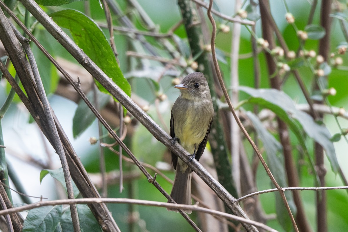 Northern Tropical Pewee - Steve Rappaport
