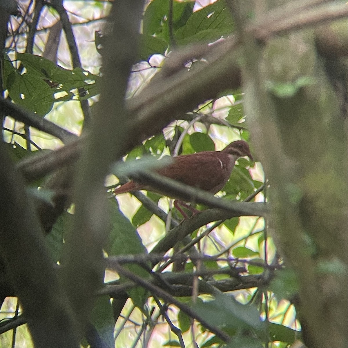 Ruddy Quail-Dove - ML553274821