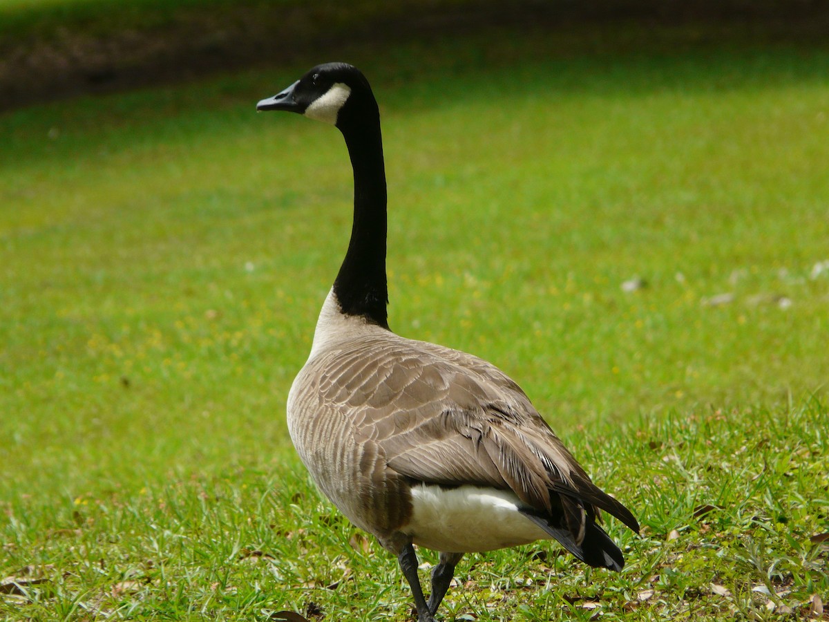 Canada Goose - ML553276581