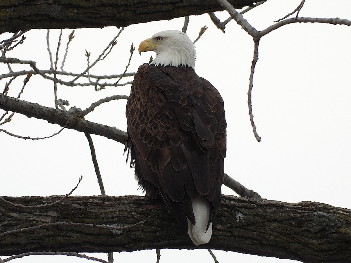 Bald Eagle - ML553276761