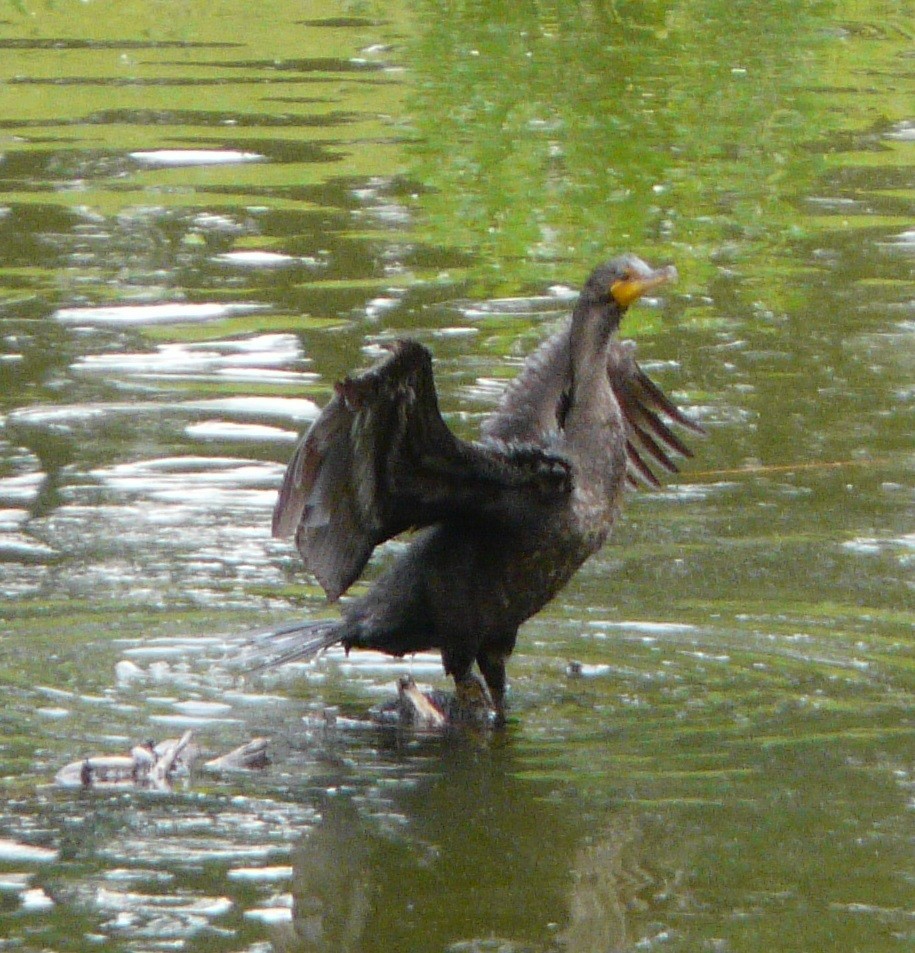 Double-crested Cormorant - ML553276981