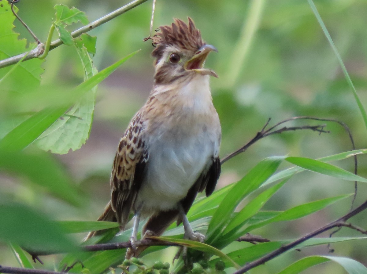 Striped Cuckoo - ML553277231