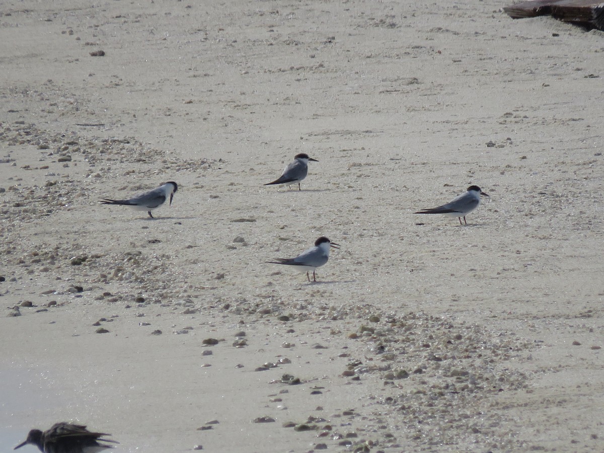 Little/Least Tern - ML553277261