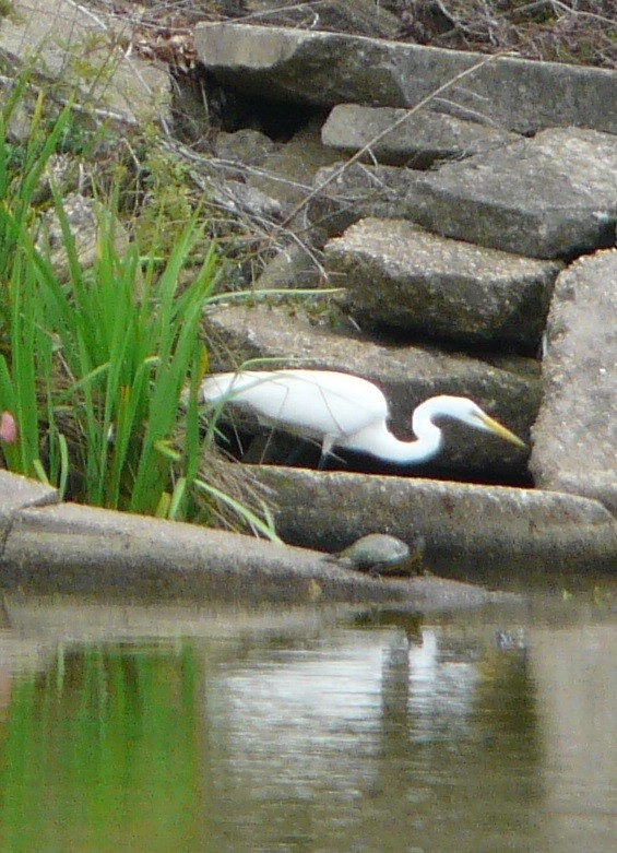 Great Egret - ML553277321